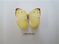 藏品(遷粉蝶)的圖片